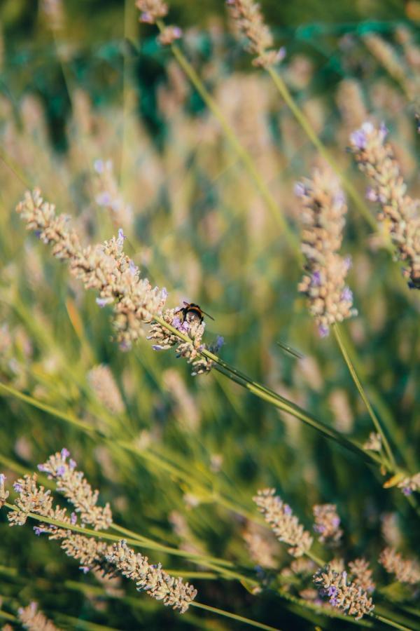 B&B Al Giardino Dei Laghi Revine Lago Exterior foto